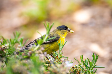 The lesser goldfinch (Spinus psaltria) sits on a rosemary bush and eats seeds.  - obrazy, fototapety, plakaty