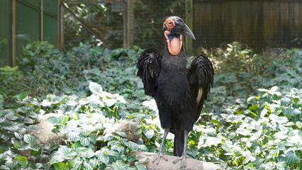 Southern ground hornbill（南部地ホームビル、学名: Bucorvus leadbeateri）は、アフリカに生息する大型のホームビル（ハチドリ目）で、その特徴的な姿勢と行動で知られています。 © Jimmy