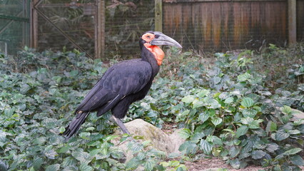 southern ground hornbill |Bucorvus leadbeateri | 紅臉地犀鳥  