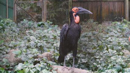 Southern ground hornbill（南部地ホームビル、学名: Bucorvus leadbeateri）は、アフリカに生息する大型のホームビル（ハチドリ目）で、その特徴的な姿勢と行動で知られています。 © Jimmy
