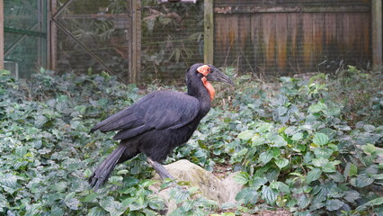 southern ground hornbill |Bucorvus leadbeateri | 紅臉地犀鳥  