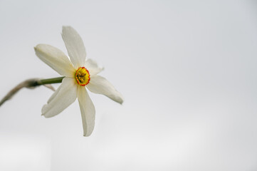 Narcissus poeticus. Wild white narcissus blooming with white background.