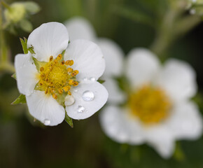 white strawberry flower with dew.