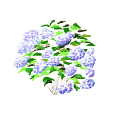 淡い色彩のアジサイのイラストレーション