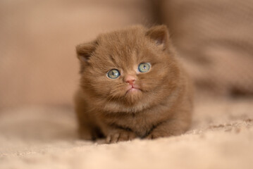 Edel Britisch Kurzhaar Katze kitten in braun cinnamon