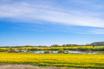 Fototapeta na wymiar Pond in a agricultural landscape with yellow rapeseed fields