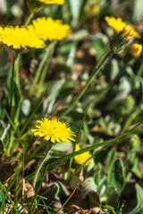 Close up at wild Asteraceae flowers