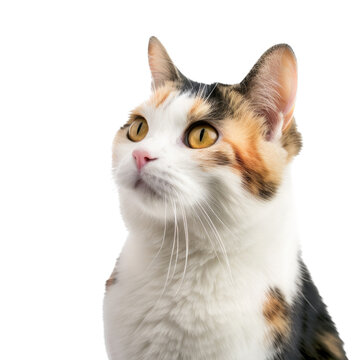 a Calico cat, portrait, side and 3/4 view, fluffyl and furry pet, Pet-themed, photorealistic illustrations in a PNG, cutout, and isolated. Generative AI