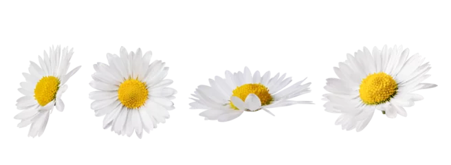 Fotobehang Set of white Chamomile flower isolated on transparent background. Daisy flower, medical plant. Chamomile flower head as an element for your design. © Inna Dodor