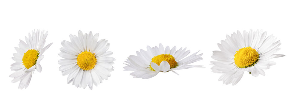 Set of white Chamomile flower isolated on transparent background. Daisy flower, medical plant. Chamomile flower head as an element for your design.