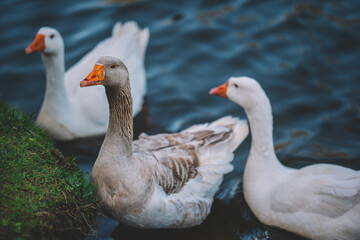 Geese swim in the lake