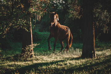 Horse In The Forest At The Sunset