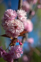 Pink cherry tree blossom against blue sky