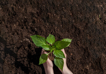 A woman holding young green tree in hands and prepare for planting, selective focus. Earth day, ecology and environment concept. Pepper seedling in the ground. Green plant sprout. Horizontal photo.