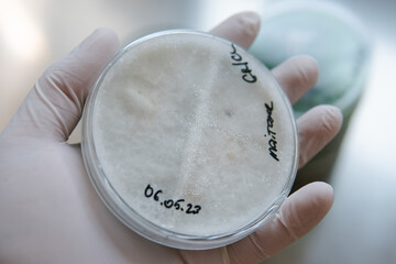 Mycelium selection, cultivation and reservation of mushrooms und