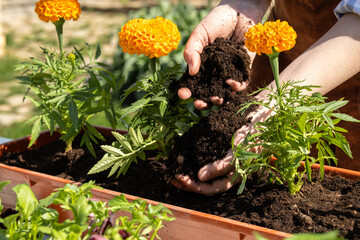A young woman of European appearance transplants plants in a flowering garden. Garden work. Happy gardener woman in gloves and apron plants flowers on the flower bed in home garden. © Kristina
