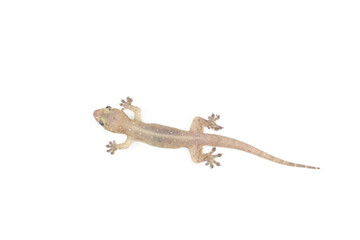 Asian House lizard,hemidactylus gecko isolated on white background