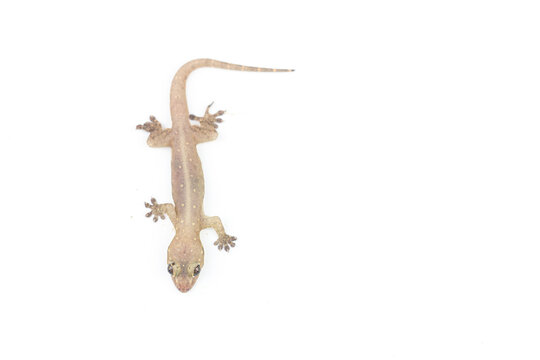 Asian House lizard (hemidactylus) isolated on white background