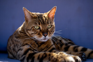 Bengal cat is resting in the garden on the sofa. A pacified Bengal cat falls asleep swaying on an armchair.