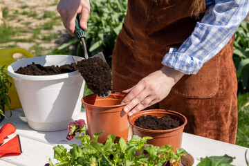 A young woman of European appearance transplants plants in a flowering garden. Garden work. Happy gardener woman in gloves and apron plants flowers on the flower bed in home garden.