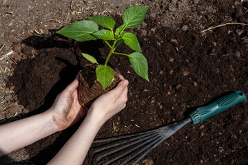 A woman holding young green tree in hands and prepare for planting, selective focus. Earth day, ecology and environment concept. Pepper seedling in the ground. Green plant sprout. Horizontal photo.