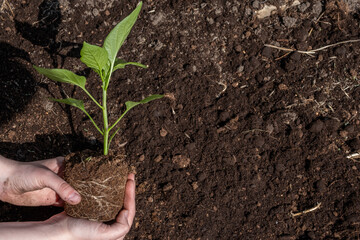 A woman holding young green tree in hands and prepare for planting, selective focus. Earth day, ecology and environment concept. Pepper seedling in the ground. Green plant sprout. Horizontal photo.