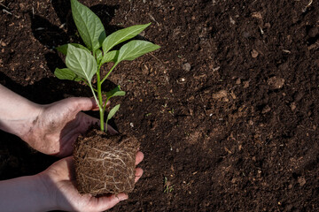 A woman holding young green tree in hands and prepare for planting, selective focus. Earth day, ecology and environment concept. Pepper seedling in the ground. Green plant sprout. Horizontal photo.