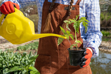 A young woman is watering young plant saplings for replanting. Yellow watering can. Work in the garden.