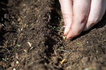 Melon. Planting farmer hand soil sowing seeds closeup. Farm hand seeds soiled hands gardener sowing season. farm soil garden earth ground. Agriculture farm garden seed planting soil rows crops. Furrow