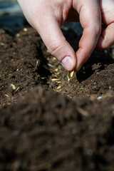 Melon. Planting farmer hand soil sowing seeds closeup. Farm hand seeds soiled hands gardener sowing season. farm soil garden earth ground. Agriculture farm garden seed planting soil rows crops. Furrow