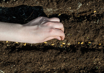 Melon. Planting farmer hand soil sowing seeds closeup. Farm hand seeds soiled hands gardener sowing season. farm soil garden earth ground. Agriculture farm garden seed planting soil rows crops. Furrow