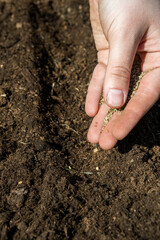 Young adult woman fingers taking dill seeds from palm for planting in fresh dark soil. Closeup. Preparation for garden season. Point of view shot.