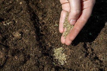 Young adult woman fingers taking dill seeds from palm for planting in fresh dark soil. Closeup. Preparation for garden season. Point of view shot.