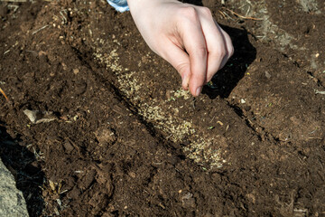Young adult woman fingers taking dill seeds from palm for planting in fresh dark soil. Closeup. Preparation for garden season. Point of view shot.