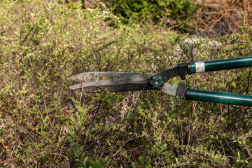 Obraz premium Close-up of a female farmer's hand in a black work glove working with a pruner. A gardener will show you how to prune the dry branches of a shrub in autumn using garden shears to prune bushes