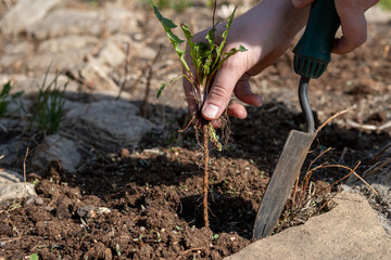 A hand holding a clump of fresh grass above a rice paddy. Farmer hands pulling grass with root and soil up from ground, Plucking weeds.