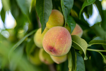 Ripe peaches on the tree with selective focus with blurred background