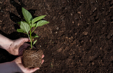 A woman holding young green tree in hands and prepare for planting, selective focus. Earth day, ecology and environment concept. Pepper seedling in the ground. Green plant sprout. Horizontal photo.
