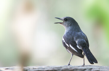 Oriental Magpie Robin captured with Canon EOS 550D
