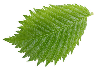 Hazelnut nut leaves isolated on white