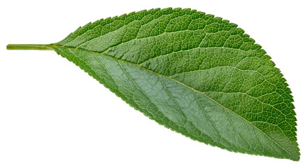 Plum leaves isolated