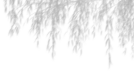 Realistic leafy shadow sunshade cutout backgrounds 3d rendering png