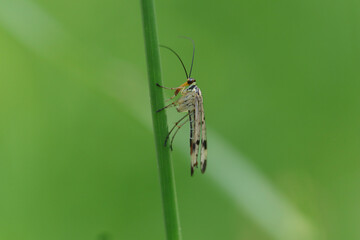 Mouche scorpion (Panorpa germanica)