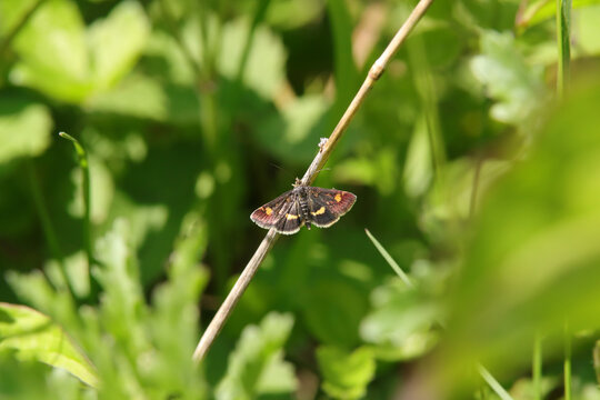 Pyrauste de la menthe --- Pyrale de la menthe --- Pyrale dor&eacute;e (Pyrausta aurata)