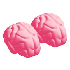 Human brain Anatomical Model.