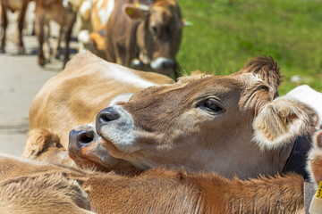 Allgäu - Kuh - Kalb - knuddeln - kuscheln - Braunvieh