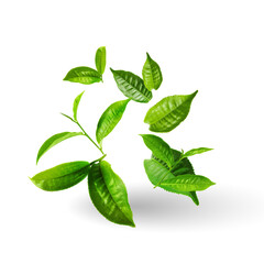 Lemon leaf and Green tea leaf waving isolated on green background