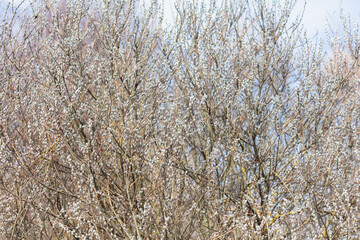 Willow branches with catkins on a background