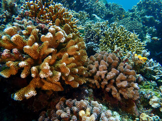 Coral colony underwater. Coral reef in the tropical sea.
