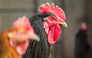 Portrait of a rooster on a farm. Close-up